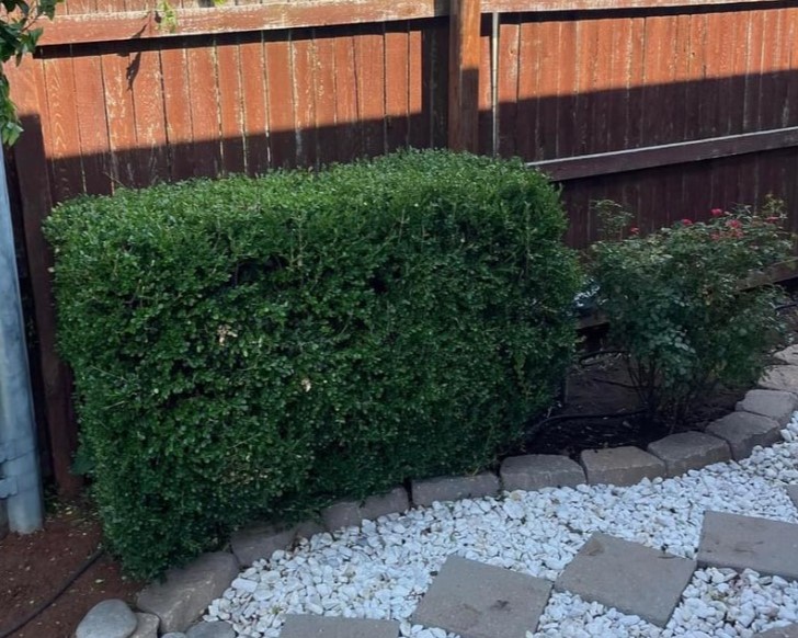 shaped up bush